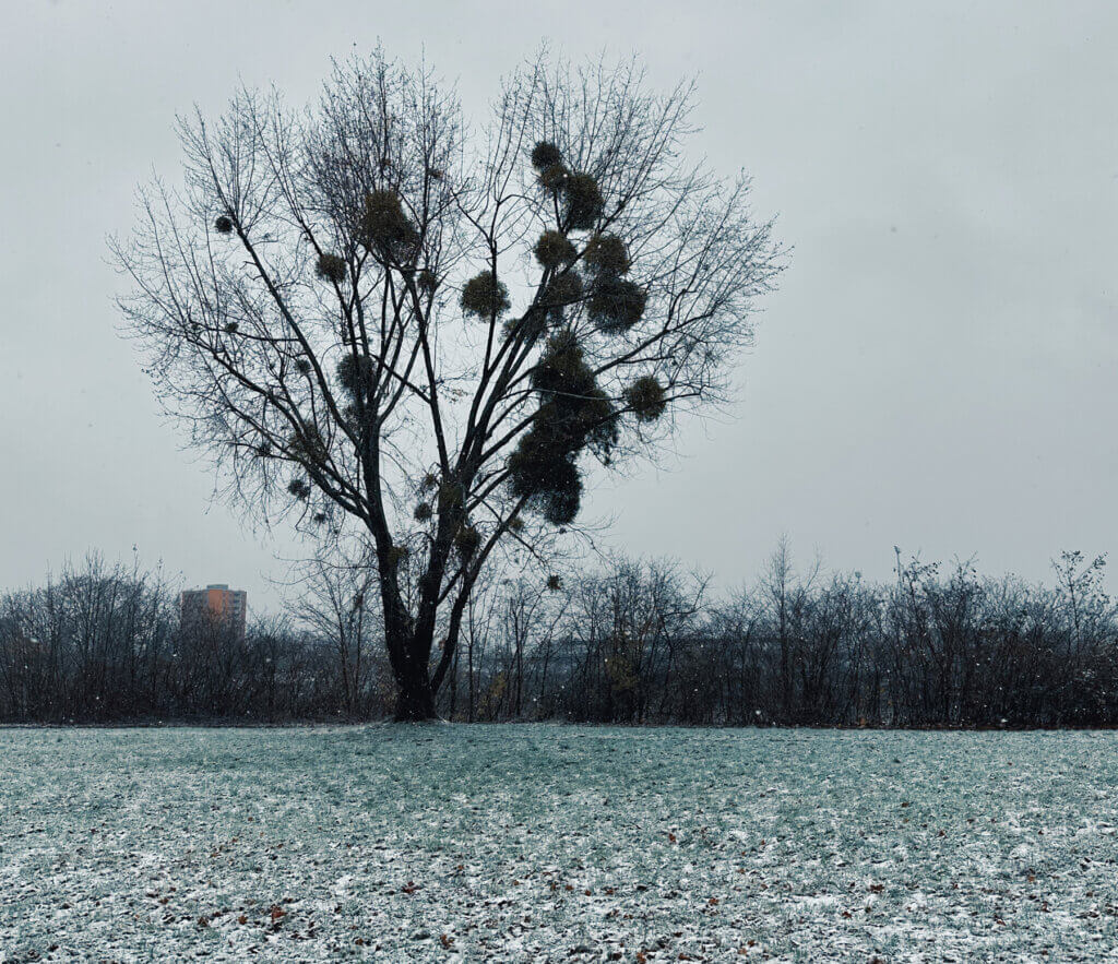 Matthias Maier | Stories | Tree with mistletoes