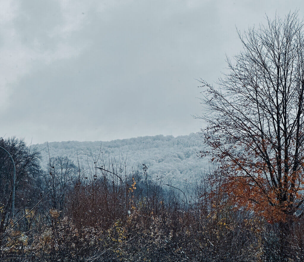 Matthias Maier | Stories | Snow covered forest