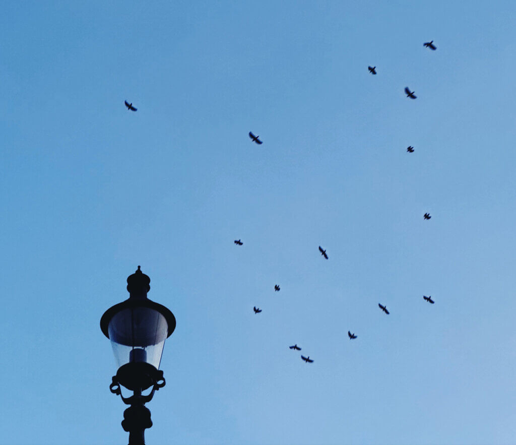 Matthias Maier | Stories | Crows flying home