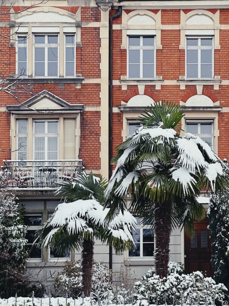 Matthias Maier | Snow covered palm trees