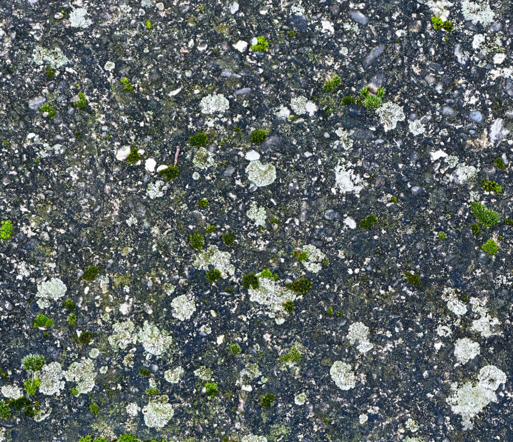 Matthias Maier | Stories | Week 01 2024 - Lichens by the river