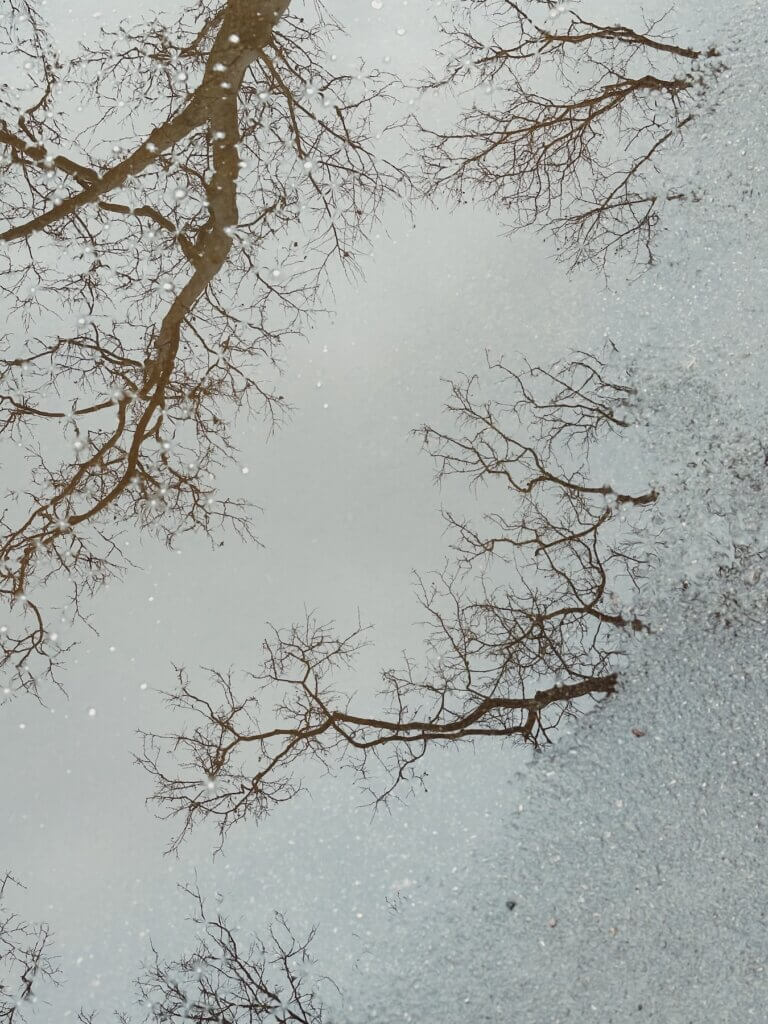 Matthias Maier | Trees in a puddle