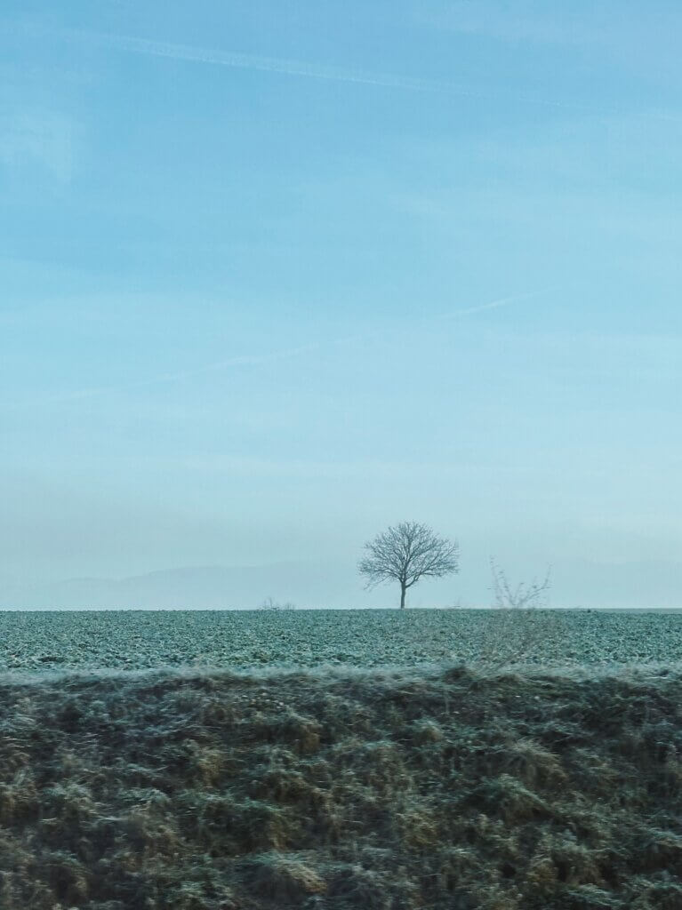 Matthias Maier | Single tree