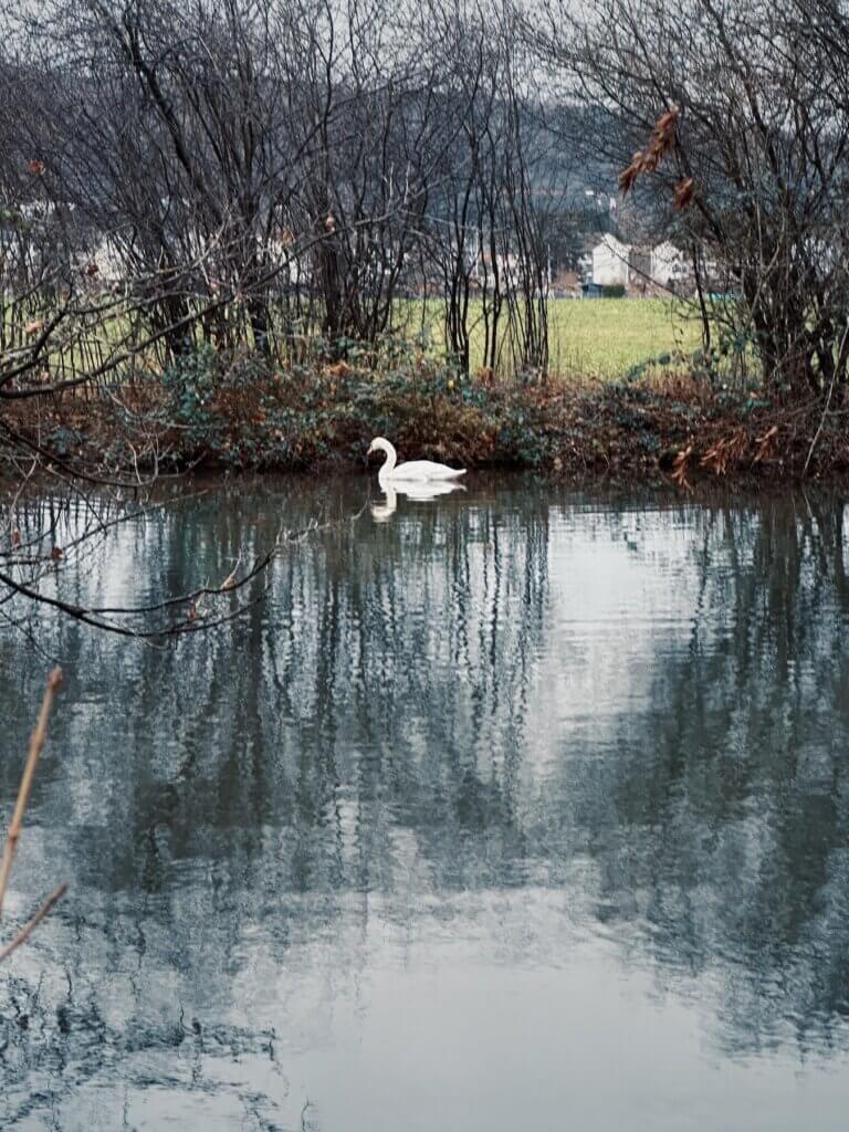 Matthias Maier | Lonely swan