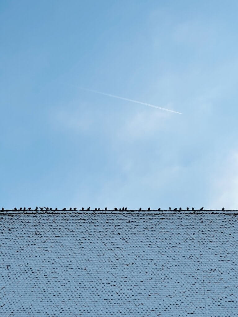 Matthias Maier | Claraplatz Pigeons