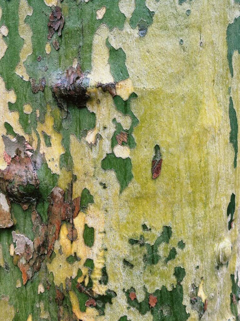Matthias Maier | Plane tree bark