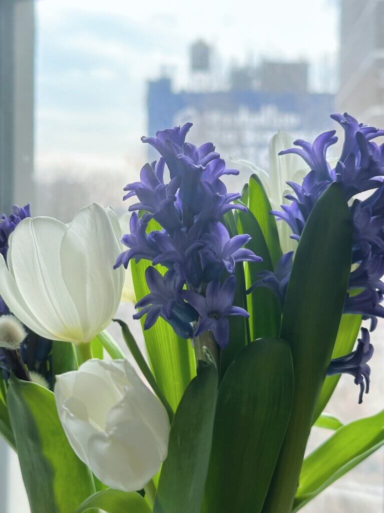 Matthias Maier | Hyacinths and tulips