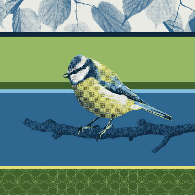 Matthias Maier | Swiss Birds | Blue tit