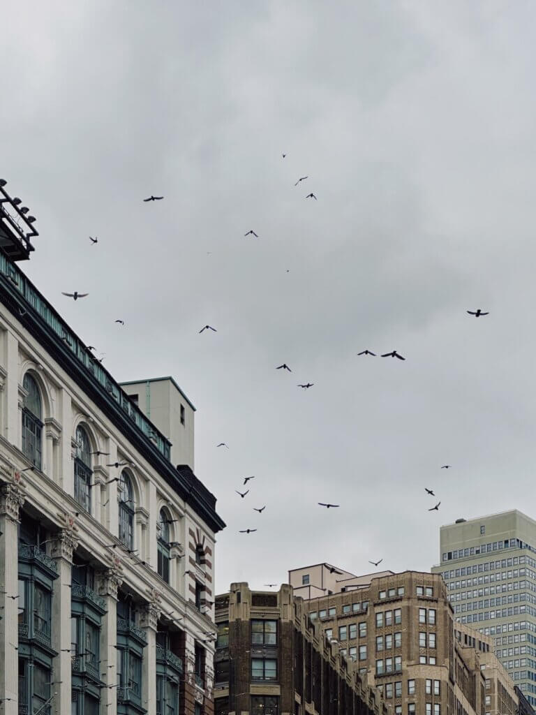 Matthias Maier | Herald square pigeons