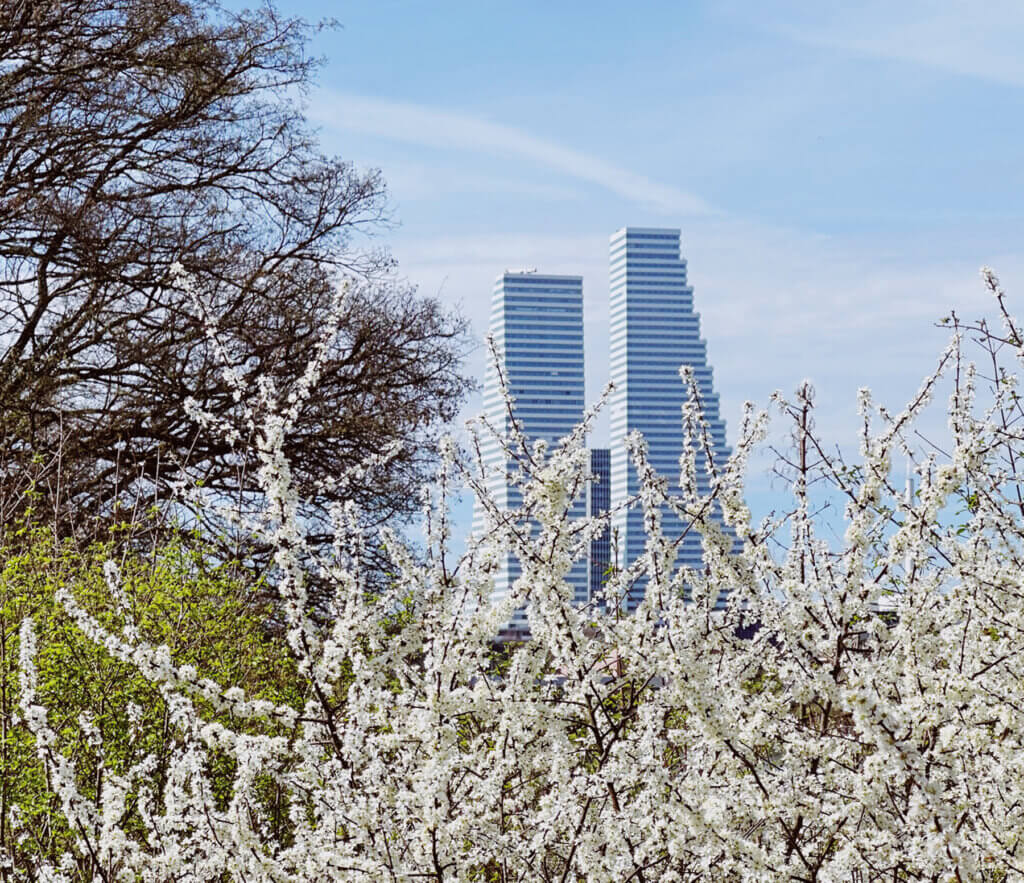 Matthias Maier | Stories | Week 12 | Roche towers and spring blossoms