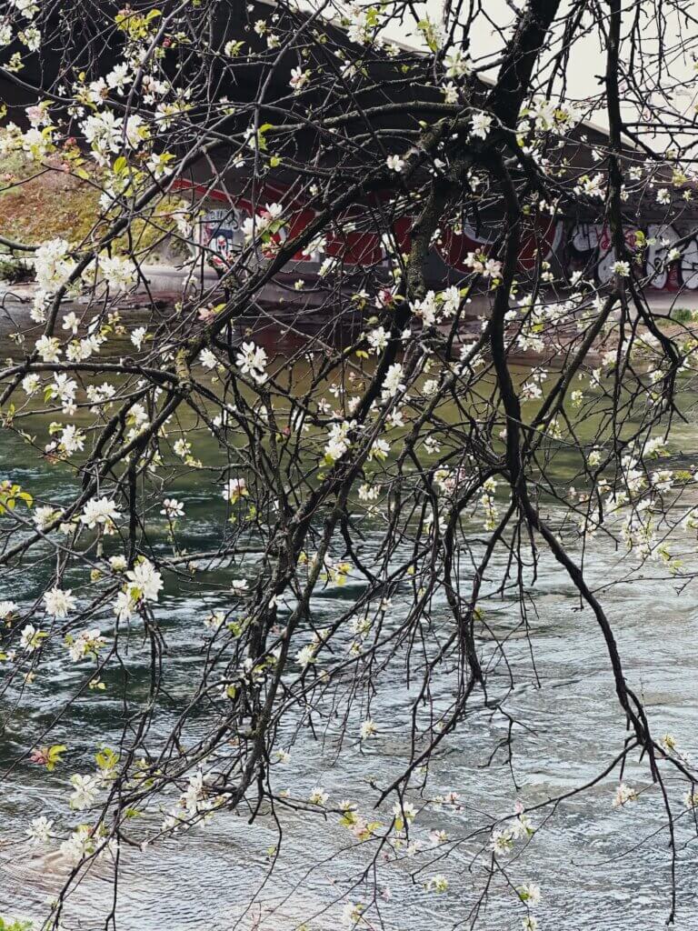 Matthias Maier | Blossoms by the river
