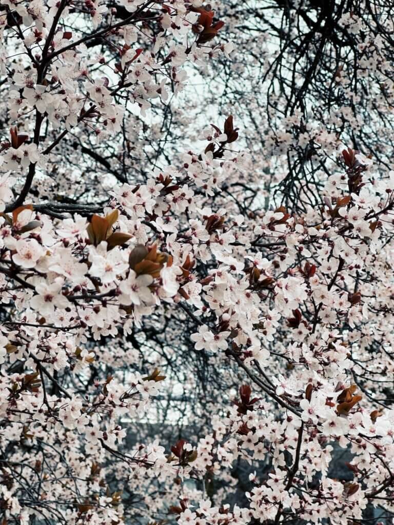 Matthias Maier | Pale pink blossoms