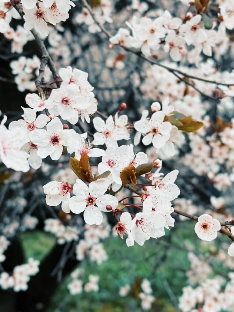 Matthias Maier | Cherry plum blossoms