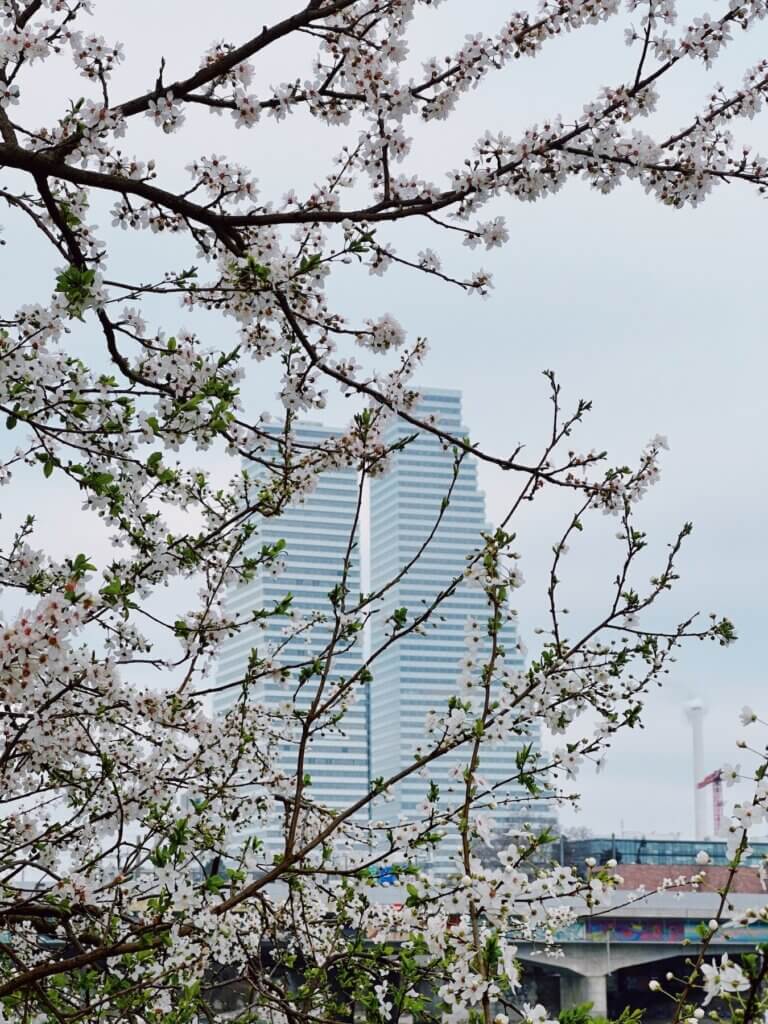 Matthias Maier | Blossoms and towers