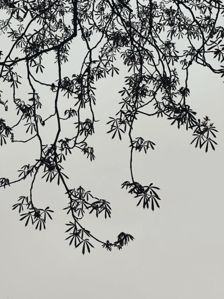 Matthias Maier | Unfolding chestnut leaves against sahara dusted sky