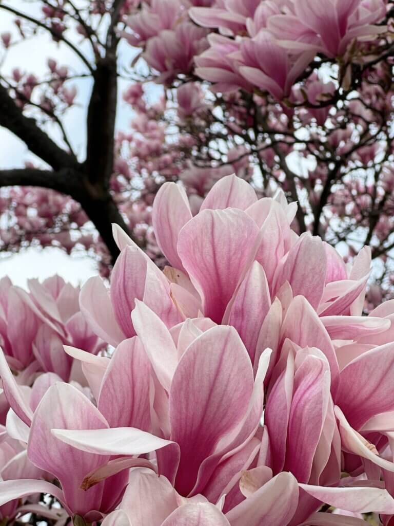 Matthias Maier | Magnolia petals