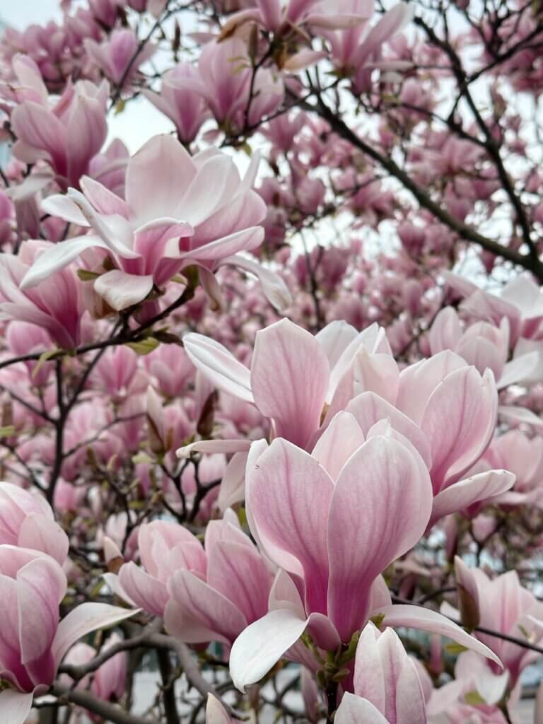 Matthias Maier | Magnolia blossoms