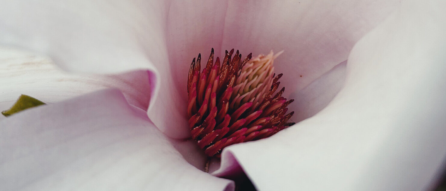 Matthias Maier | Stories | Week 11 | Close-up of a Magnolia blossom