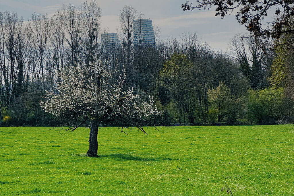 Matthias Maier | Stories | Week 12 | Blooming Apple Tree