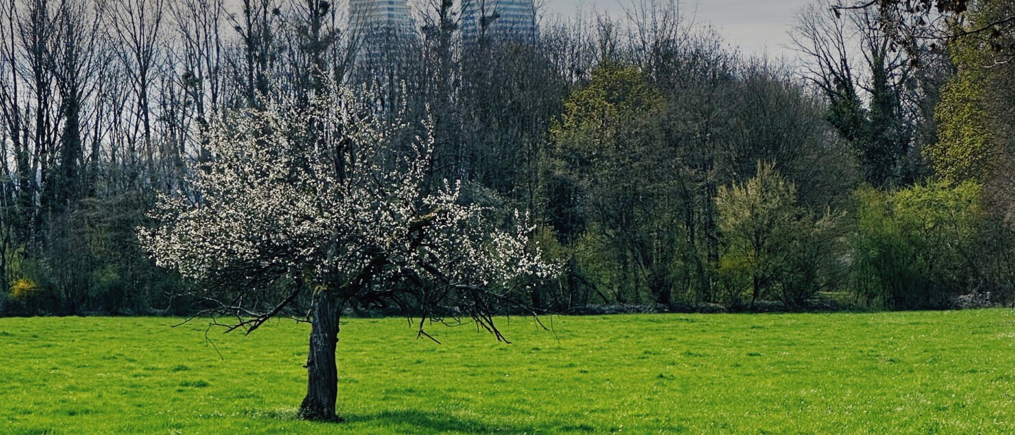 Matthias Maier | Stories | Week 12 | Blooming Apple Tree