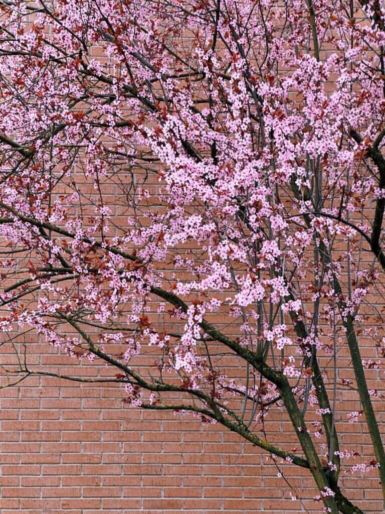 Matthias Maier | Bricks and blossoms