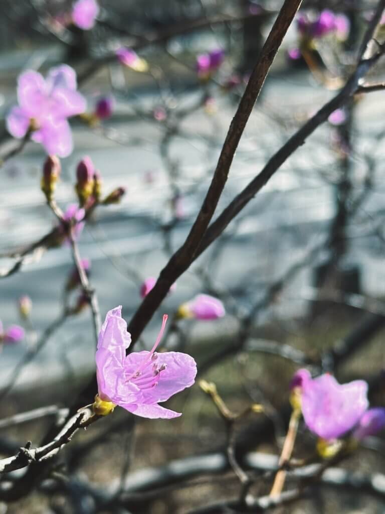 Matthias Maier | Beautiful blossoms