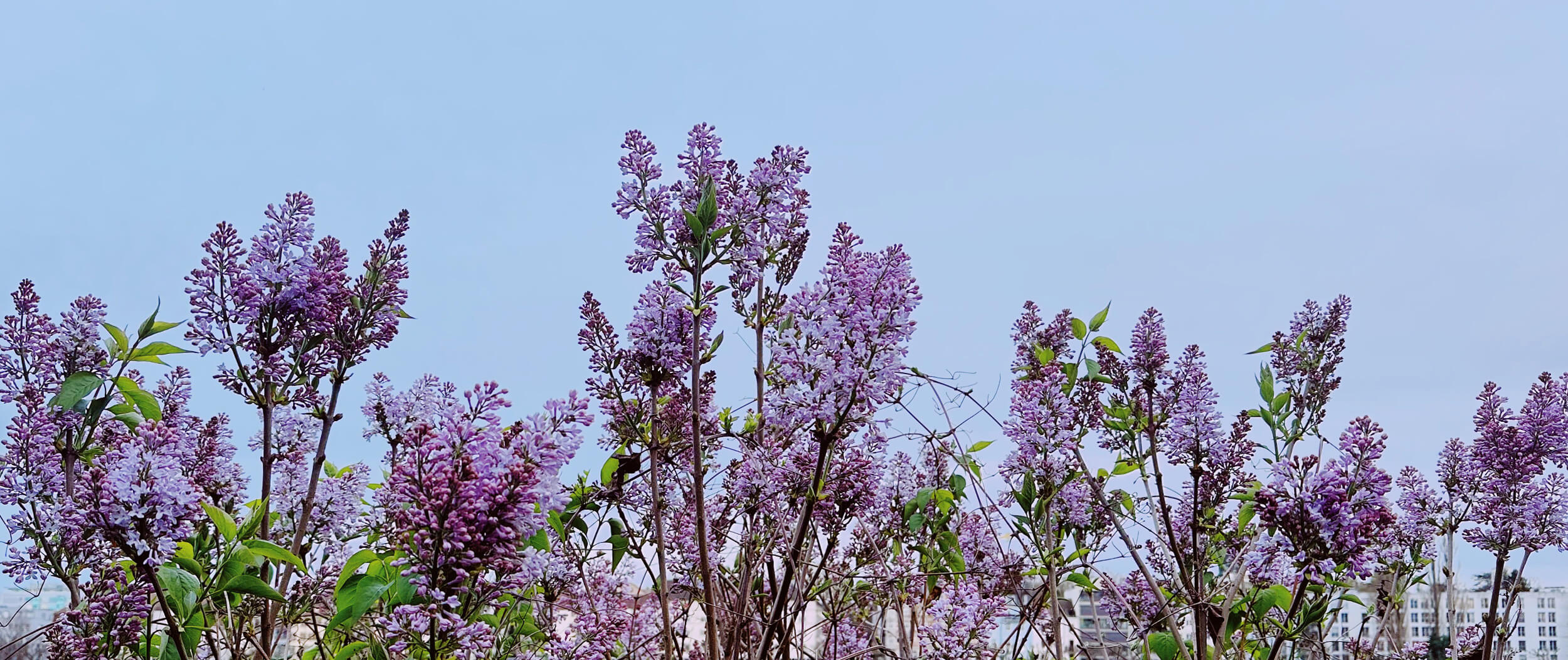 Matthias Maier | Stories | Week 13 | Lilacs blooming on the Rhine
