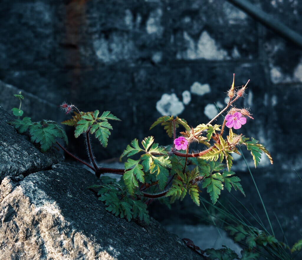 Matthias Maier | Stories | Week 15 | Little flower in the morning sun