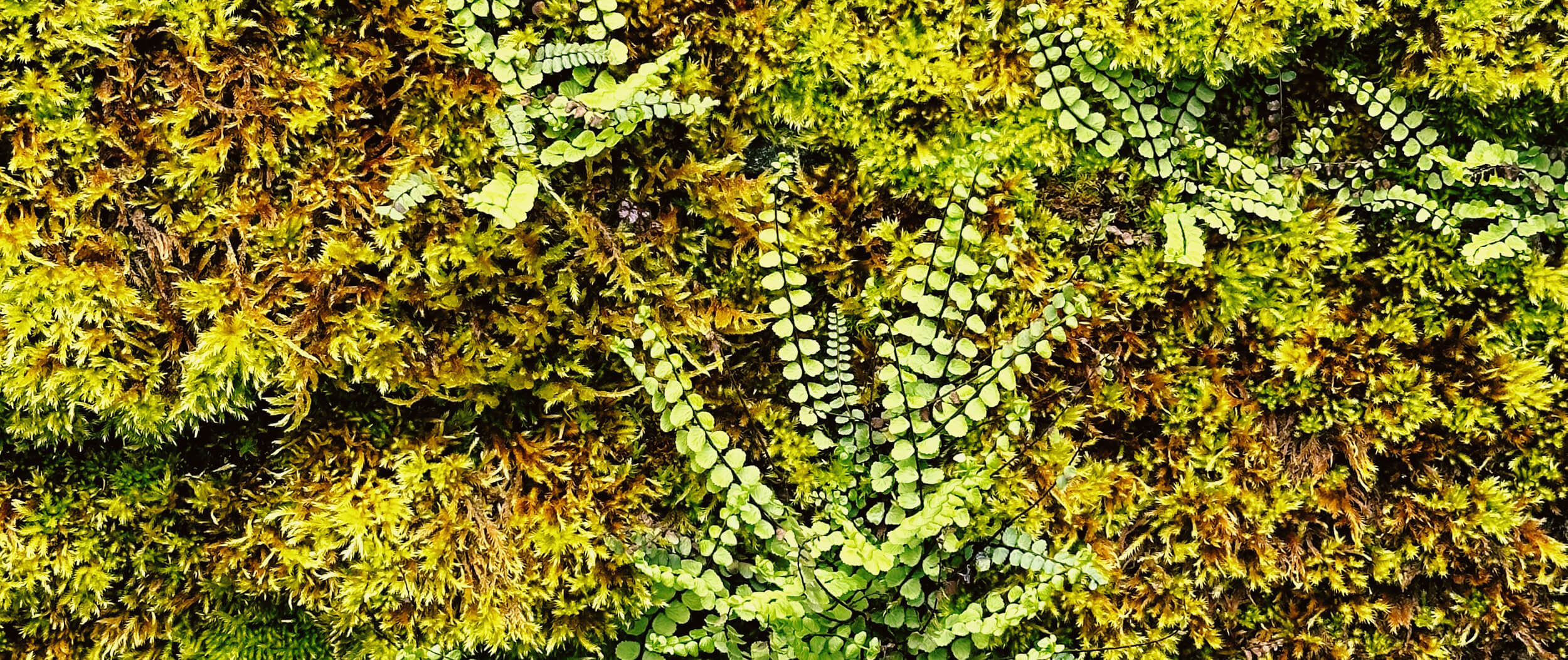 Matthias Maier | Stories | Week 16 | Moss and ferns on a wall