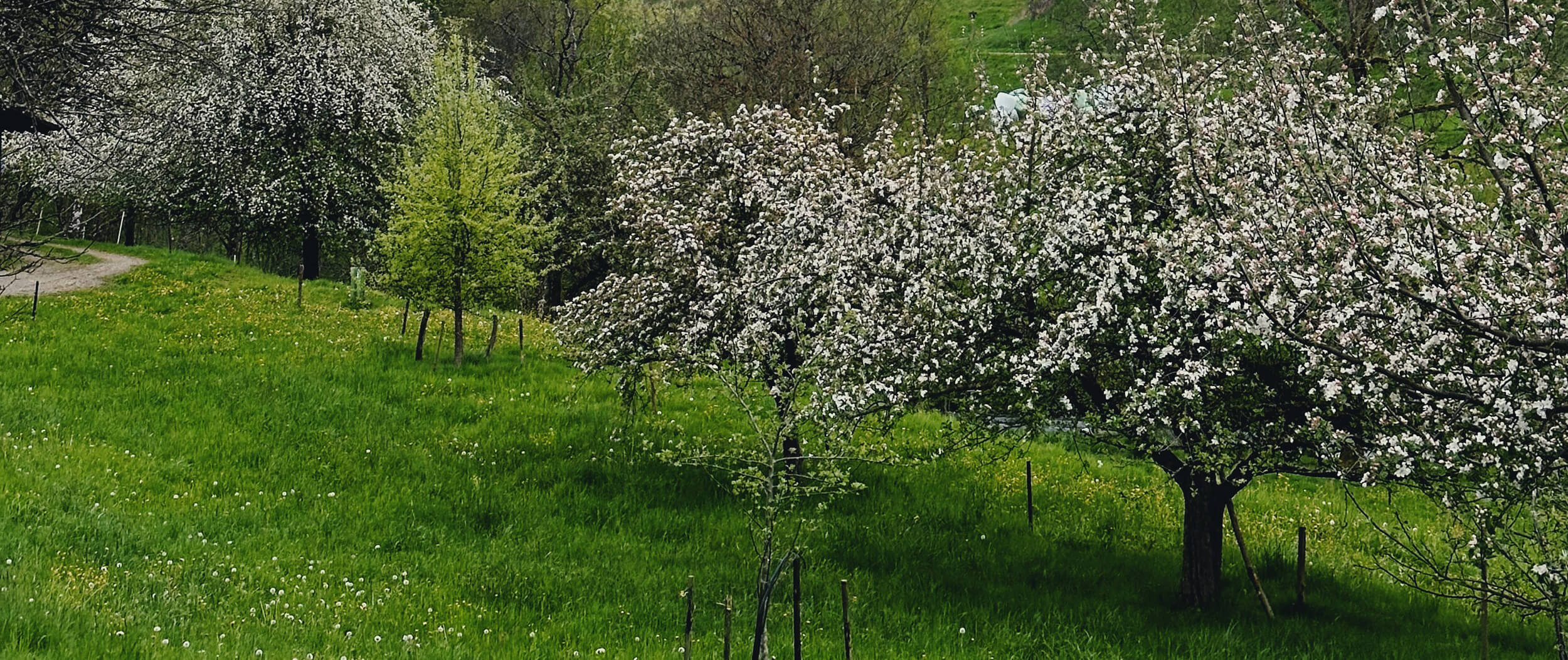 Matthias Maier | Stories | Week 17 2024 | Flowering orchards in the Black Forest