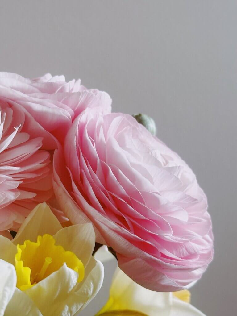 Matthias Maier | Easter flowers