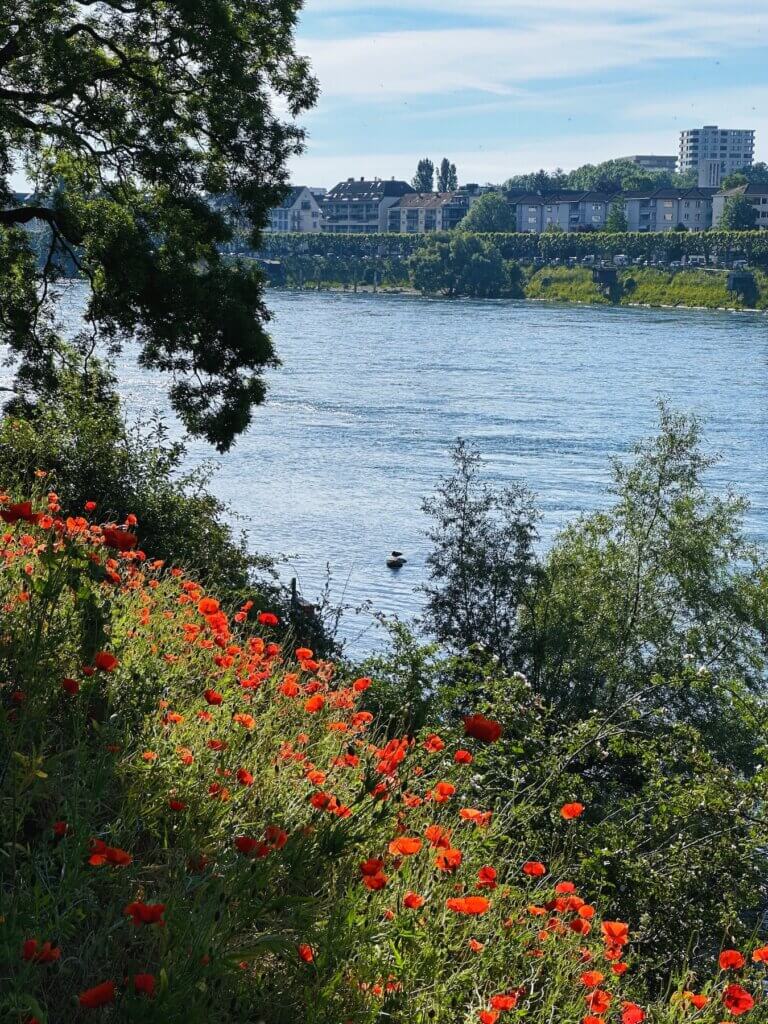 Matthias Maier | Corn poppies