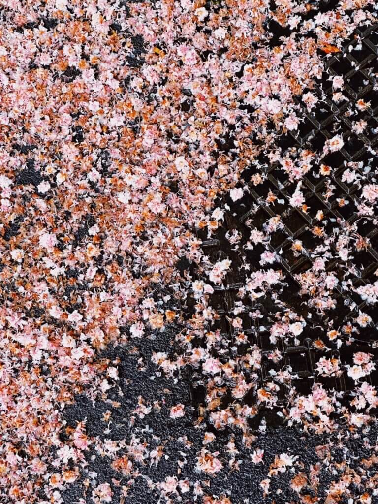 Matthias Maier | Chestnut blossoms