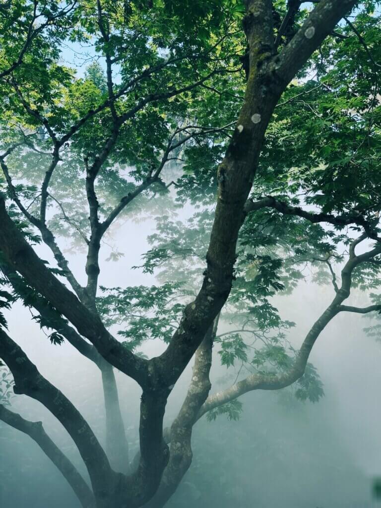 Matthias Maier | Tree in the mist