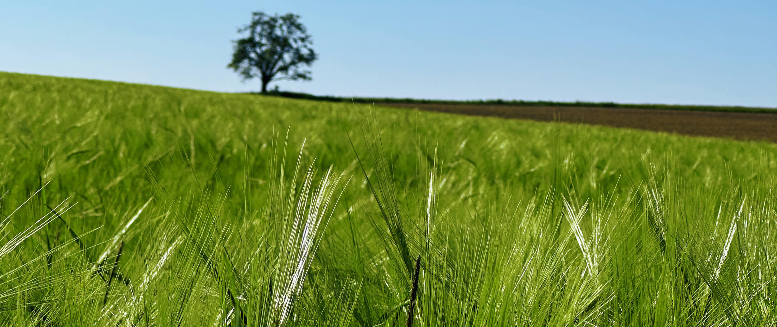 Matthias Maier | Stories | Week 19 2024 | Barley Field