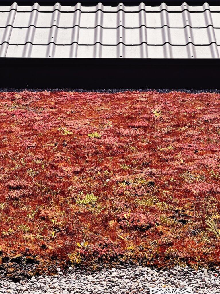 Matthias Maier | Green roof in red