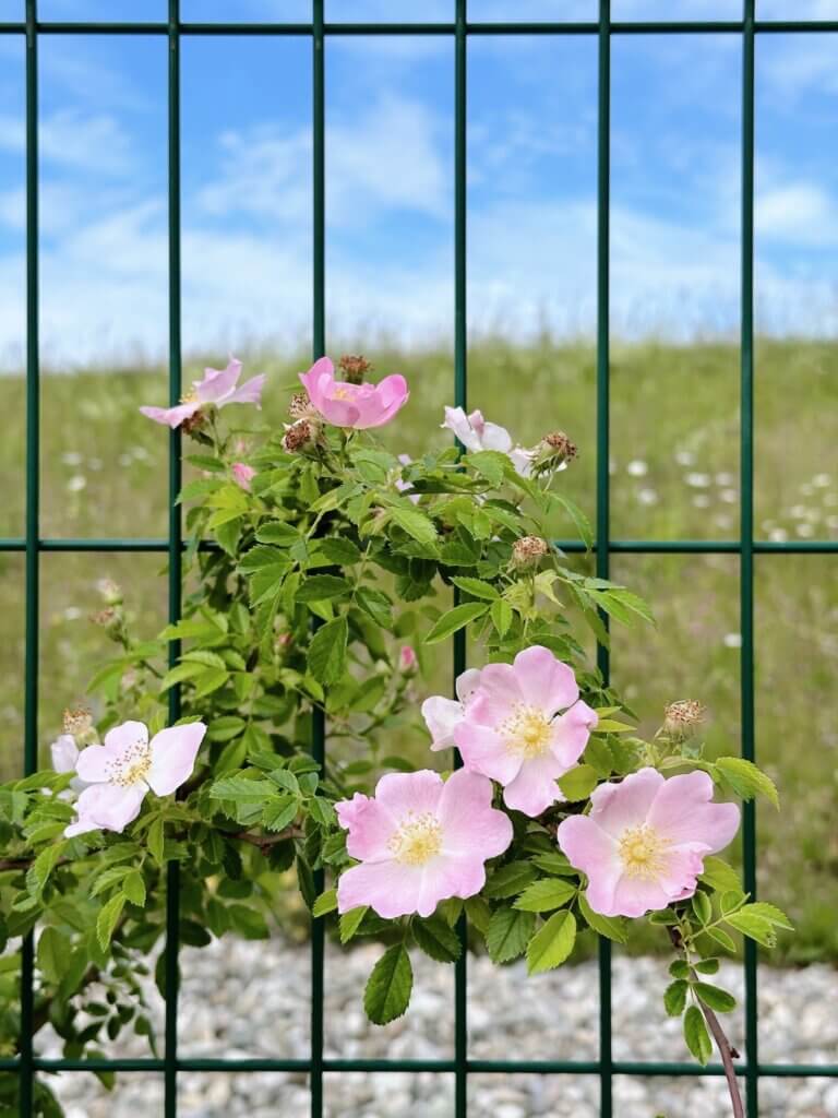 Matthias Maier | Wild roses on a fence