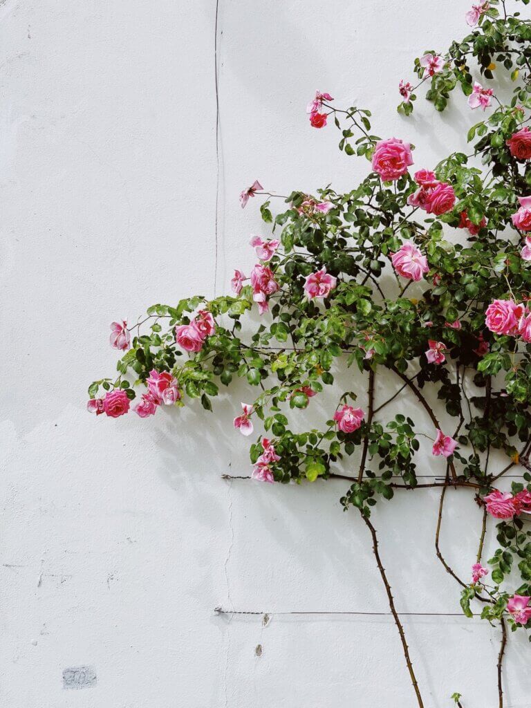 Matthias Maier | Pink roses