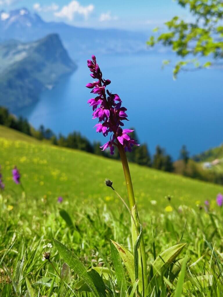 Matthias Maier | Orchids above the lake