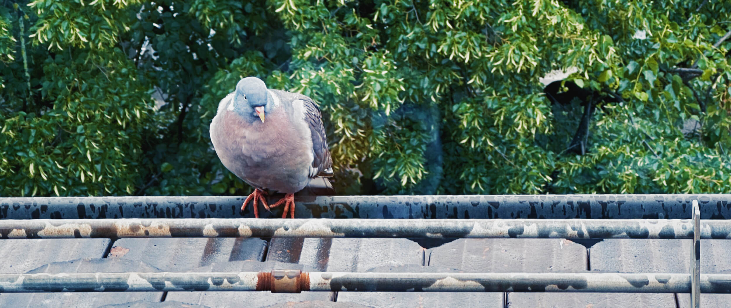 Matthias Maier | Stories | Week 22 | Pigeon in the rain