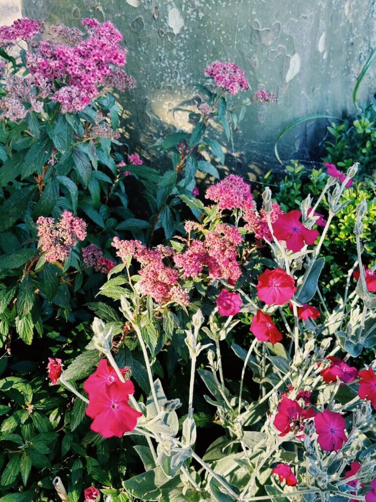 Matthias Maier | Curbside garden flowers