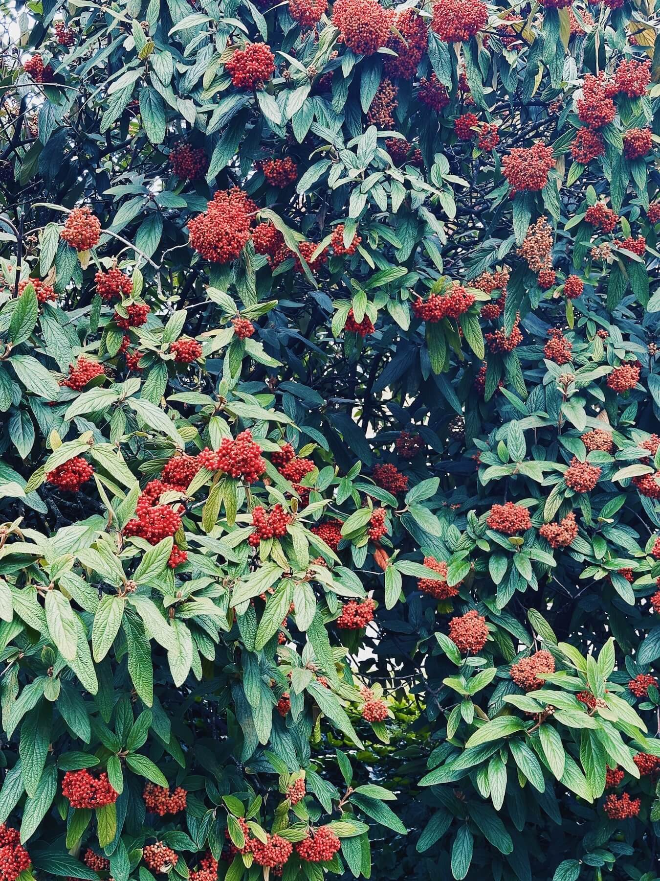 Matthias Maier | Leatherleaf viburnum