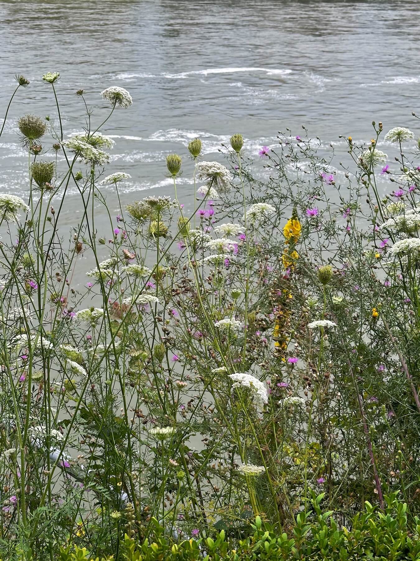 Matthias Maier | Botanical mixture