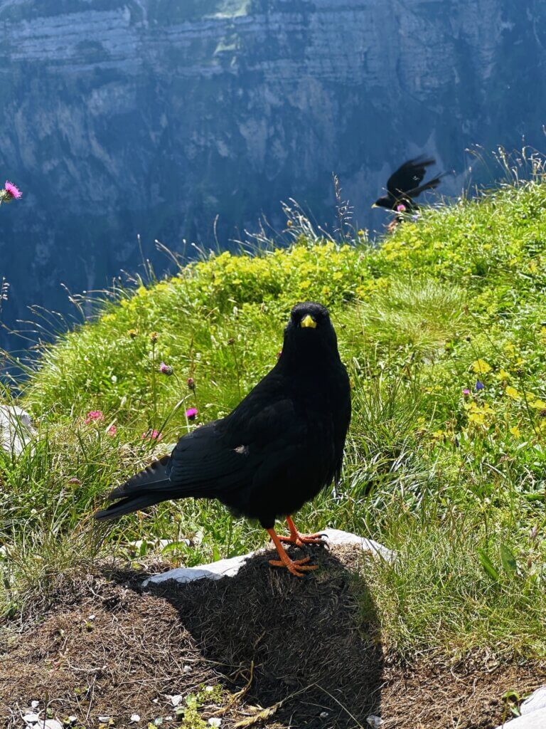 Matthias Maier | Alpine choughs