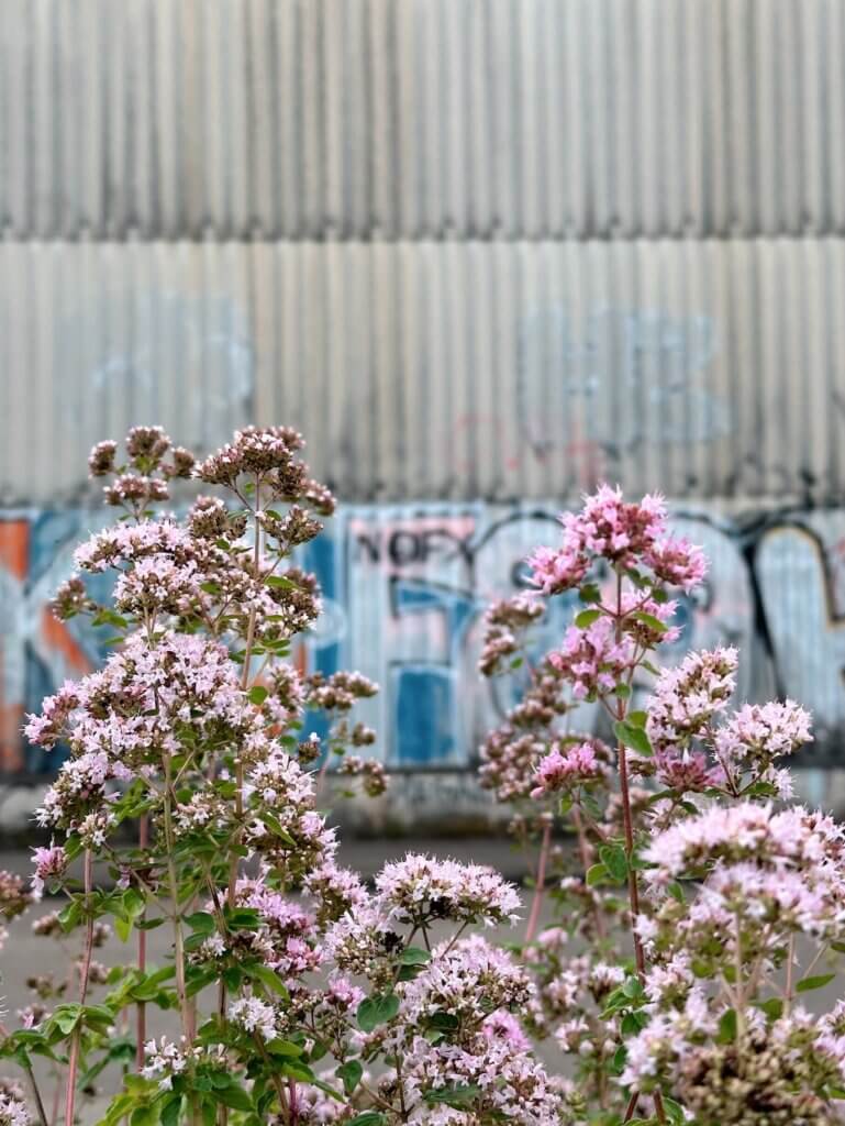 Matthias Maier | Graffiti flora II