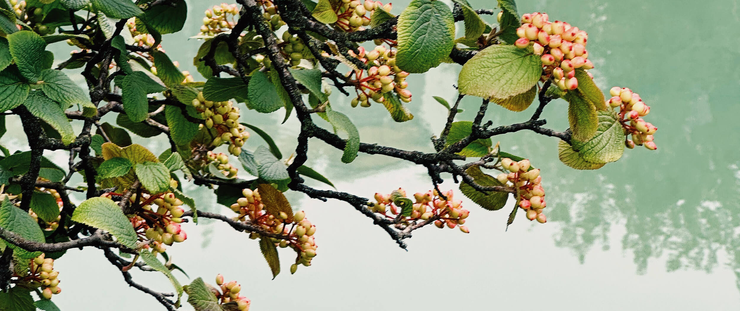 Matthias Maier | Stories | Week 27 2024 | Berries turning red