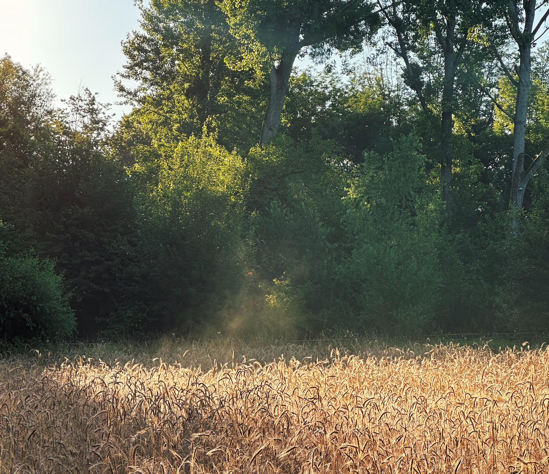 Matthias Maier | Stories | Week 28 2024 | Morning myst at the barley field