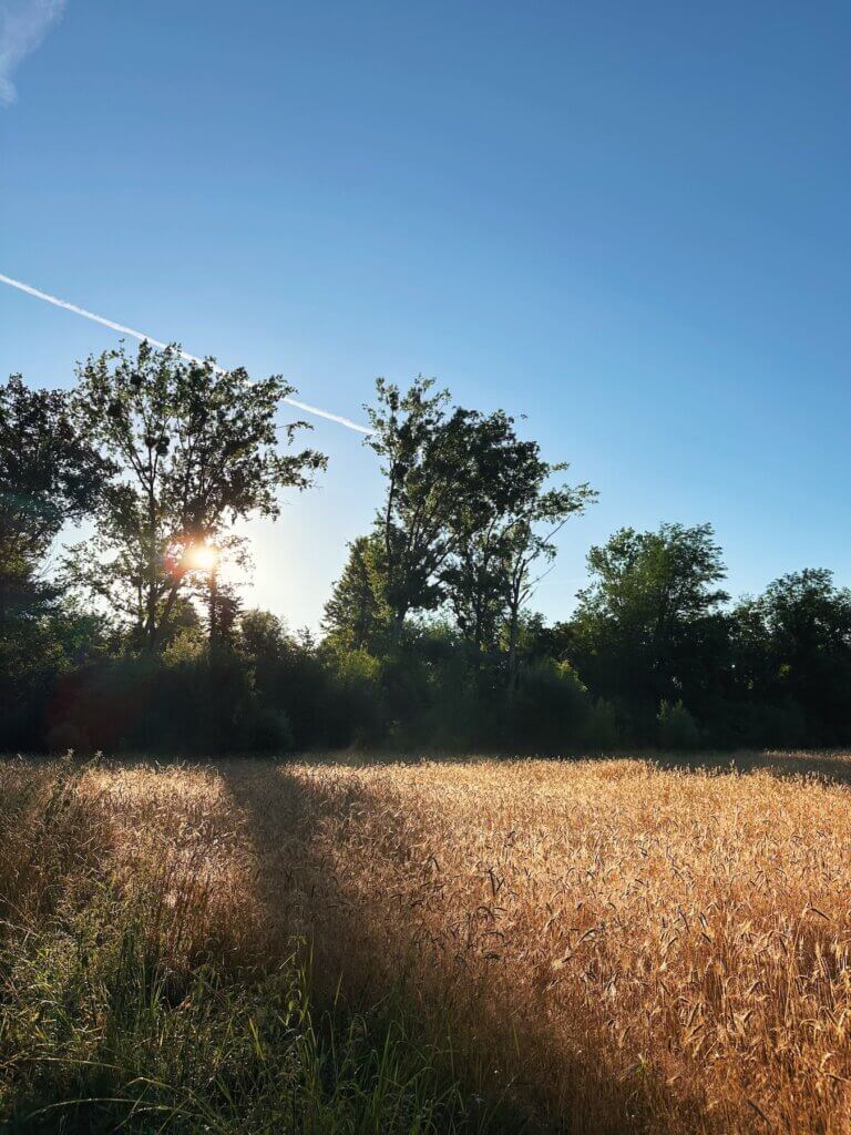 Matthias Maier | Sunrise at the barley field