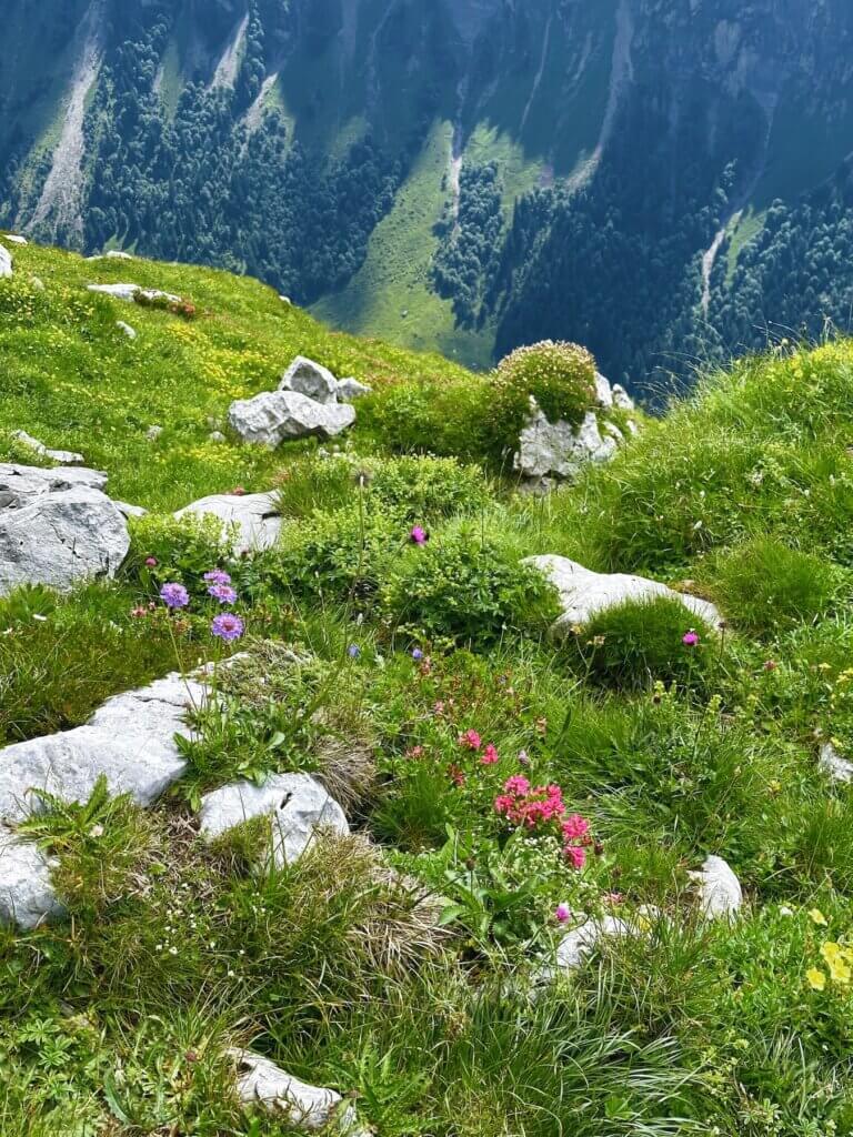 Matthias Maier | Peak flora