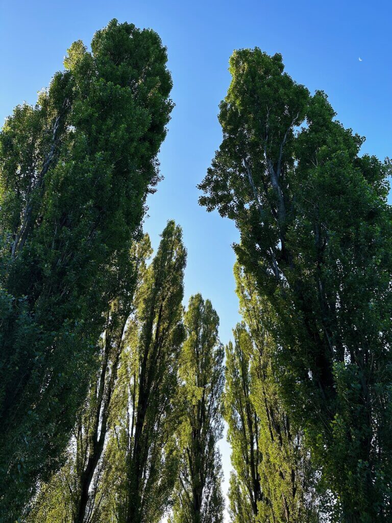 Matthias Maier | Poplars and a waning moon